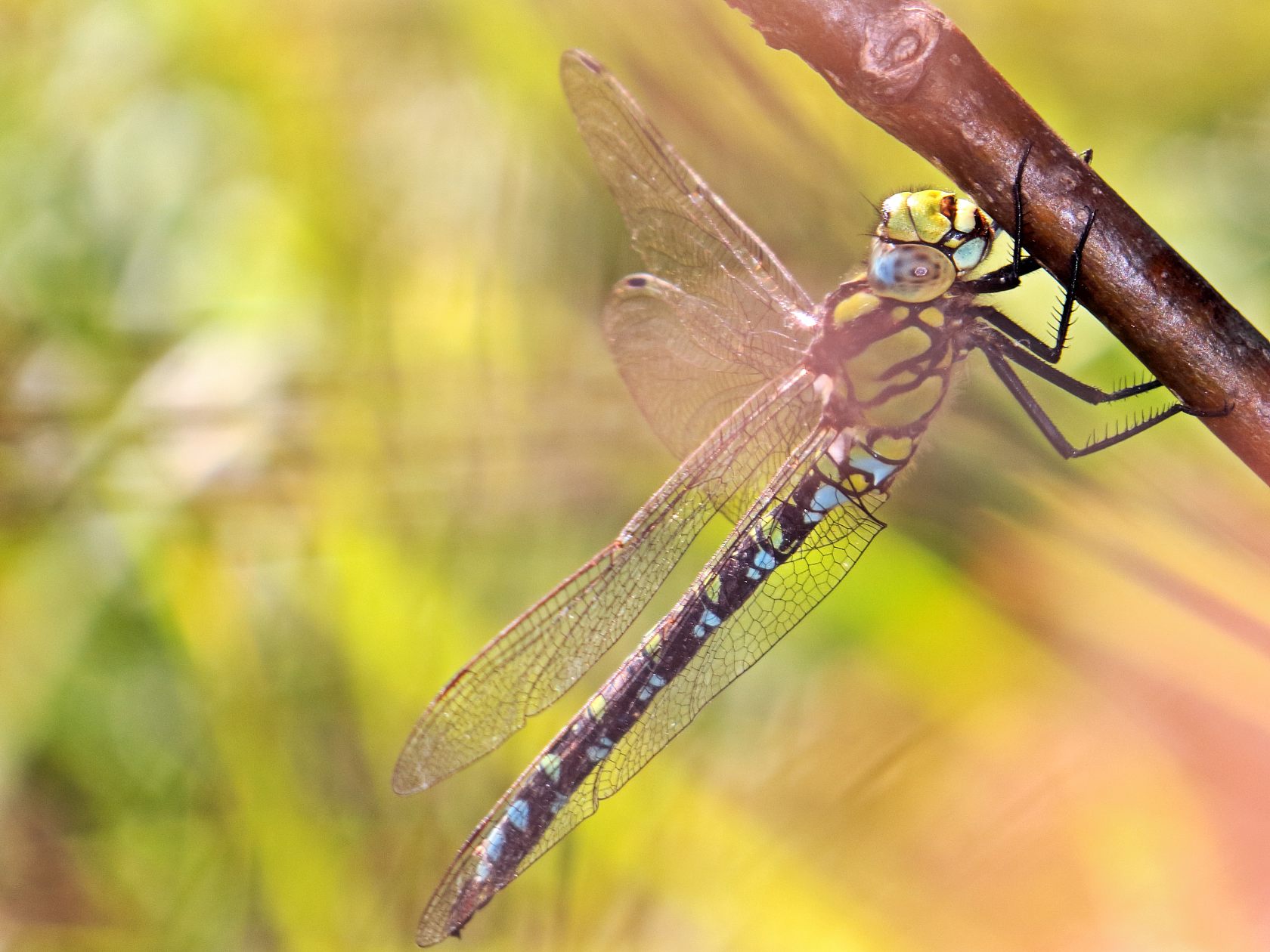 maschio di Aeshna cyanea